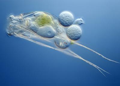 Шедевры микрофотографии