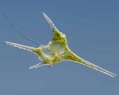 Шедевры микрофотографии