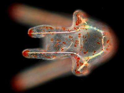 Шедевры микрофотографии