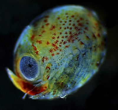 Шедевры микрофотографии