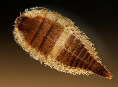 Шедевры микрофотографии