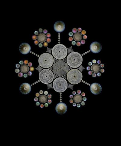 Шедевры микрофотографии