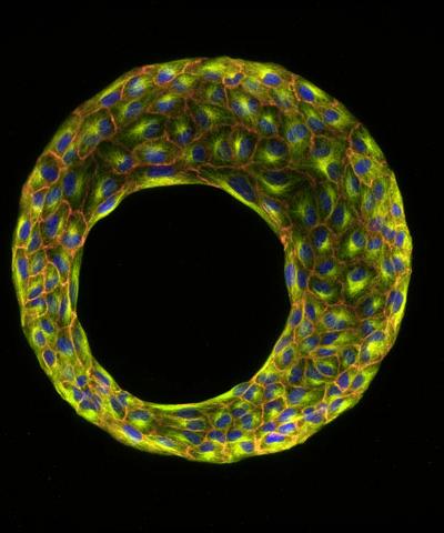 Шедевры микрофотографии