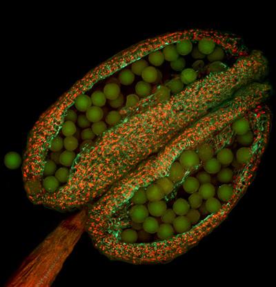 Шедевры микрофотографии
