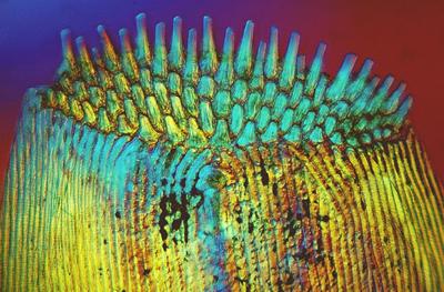 Шедевры микрофотографии