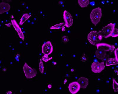 Шедевры микрофотографии