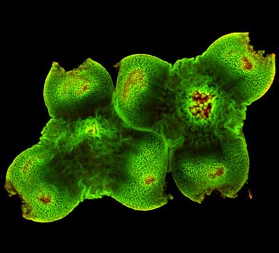 Шедевры микрофотографии