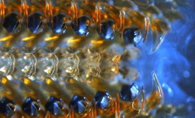 Шедевры микрофотографии