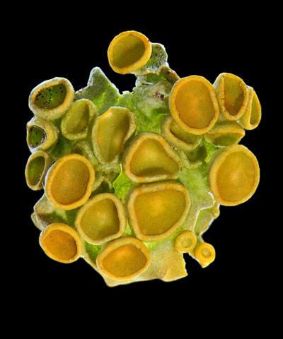 Шедевры микрофотографии