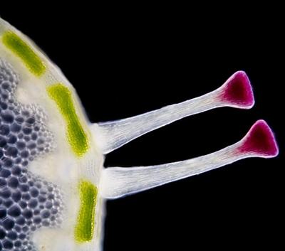 Шедевры микрофотографии