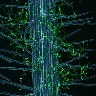 Шедевры микрофотографии