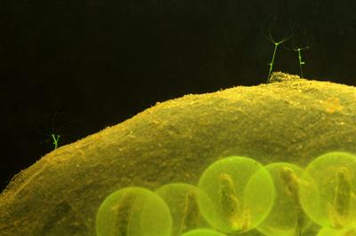 Шедевры микрофотографии