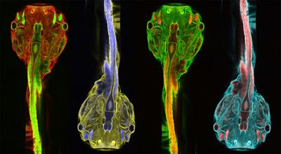 Шедевры микрофотографии