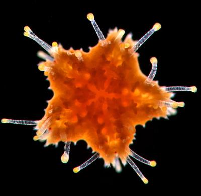 Шедевры микрофотографии