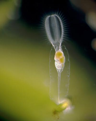 Шедевры микрофотографии