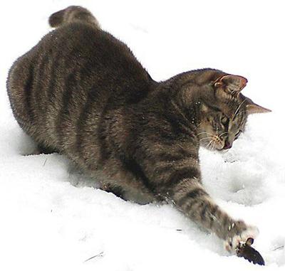 Немецкий фотограф заснял игру "кошки-мышки"