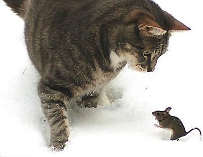 Немецкий фотограф заснял игру "кошки-мышки"