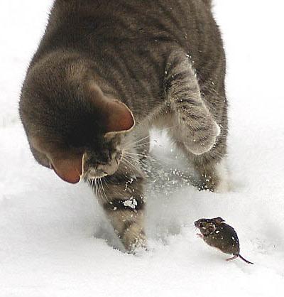 Немецкий фотограф заснял игру "кошки-мышки"