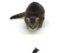Немецкий фотограф заснял игру "кошки-мышки"