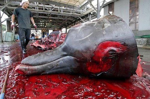 Лучшие фотографии 2007 года глазами блоггеров: часть 2