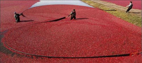 Лучшие фотографии 2007 года глазами блоггеров: часть 2