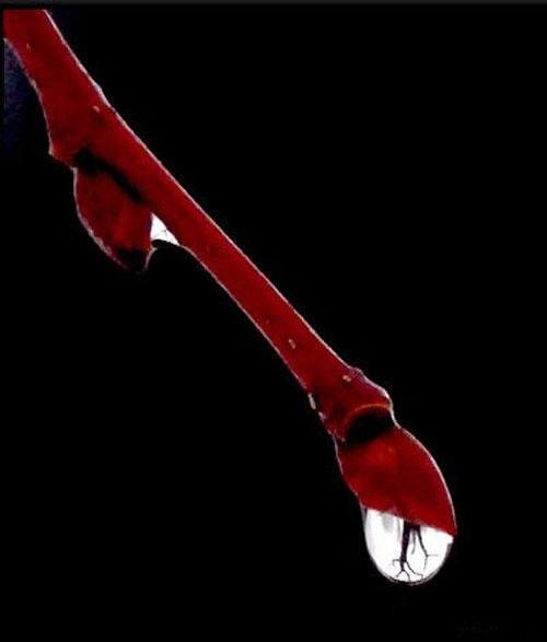 Лучшие фотографии 2007 года глазами блоггеров: часть 2