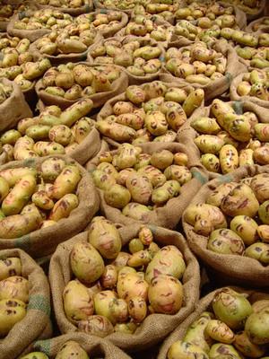 Картофельные портреты пугают человечностью