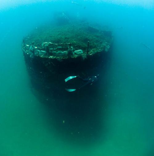 Экстремальная девушка позабавилась  с акулами