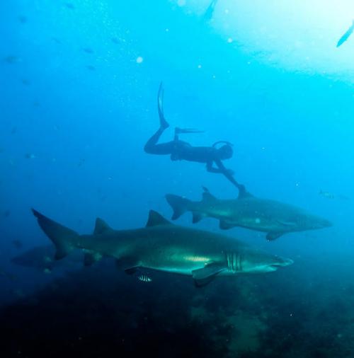 Экстремальная девушка позабавилась  с акулами
