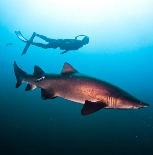 Экстремальная девушка позабавилась  с акулами