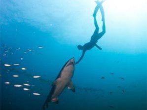 Экстремальная девушка позабавилась  с акулами