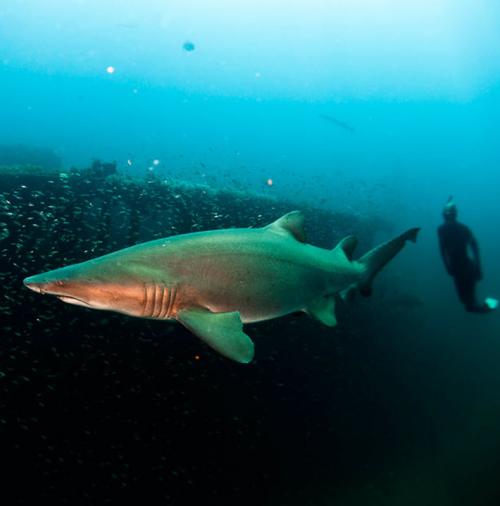 Экстремальная девушка позабавилась  с акулами