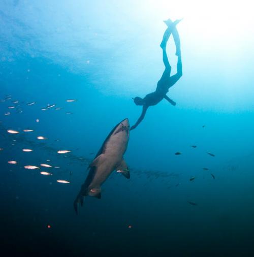 Экстремальная девушка позабавилась  с акулами