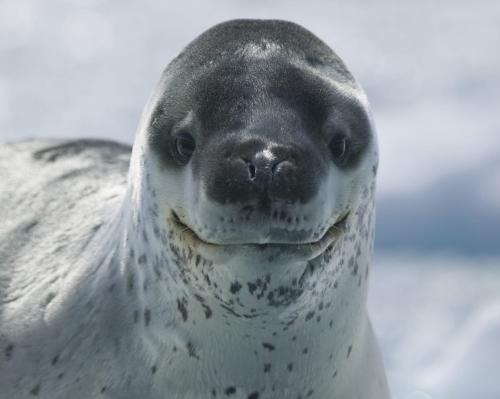 Милые, но опасные животные