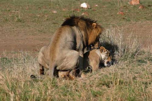 Тайны "дикого" секса: как животные делают "это"…