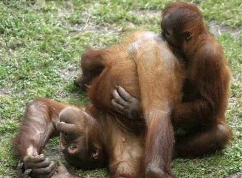 Тайны "дикого" секса: как животные делают "это"…