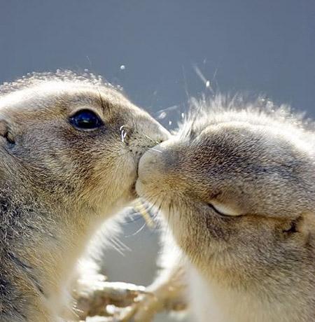 Тайны "дикого" секса: как животные делают "это"…