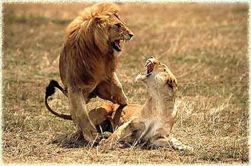 Тайны "дикого" секса: как животные делают "это"…