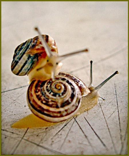 Тайны "дикого" секса: как животные делают "это"…