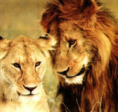 Тайны "дикого" секса: как животные делают "это"…