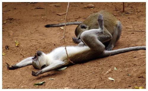 Тайны "дикого" секса: как животные делают "это"…