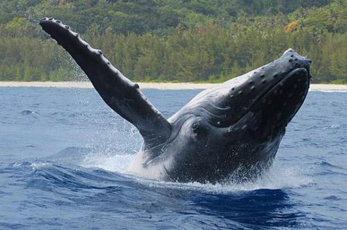 Тайны "дикого" секса: как животные делают "это"…