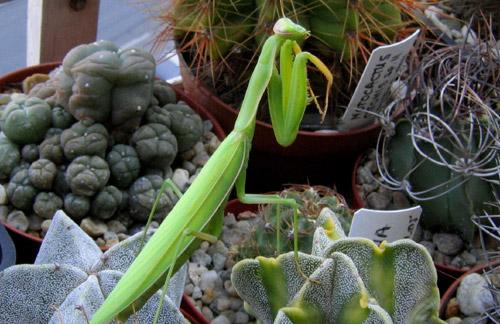 Тайны "дикого" секса: как животные делают "это"…