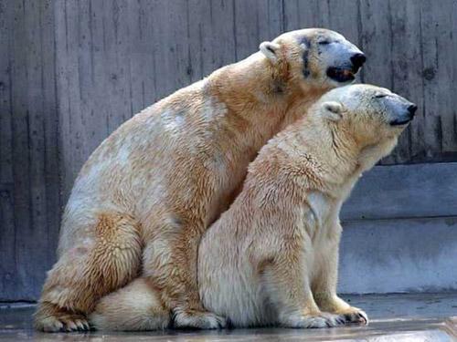 Тайны "дикого" секса: как животные делают "это"…