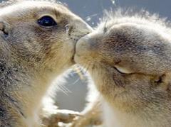 Тайны "дикого" секса: как животные делают "это"…