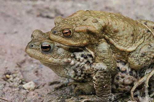 Тайны "дикого" секса: как животные делают "это"…