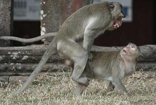 Тайны "дикого" секса: как животные делают "это"…