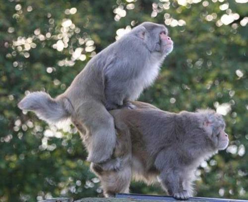 Тайны "дикого" секса: как животные делают "это"…