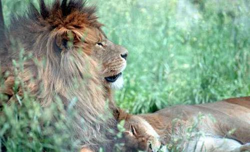 Тайны "дикого" секса: как животные делают "это"…