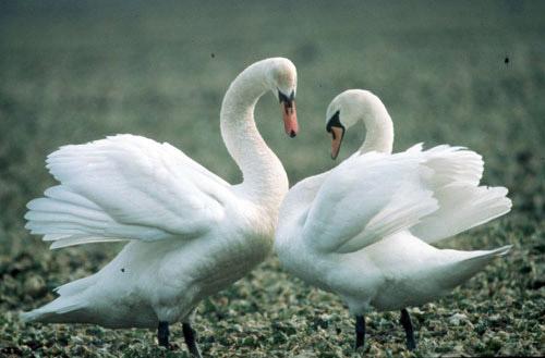 Тайны "дикого" секса: как животные делают "это"…